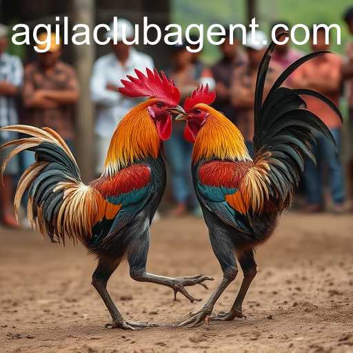 Cockfighting